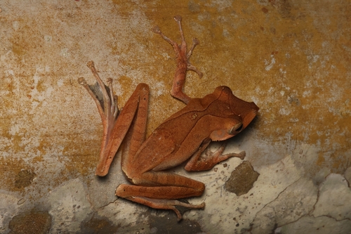 Polypedates colletti