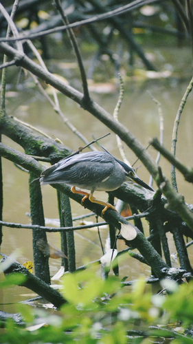 iNaturalist image