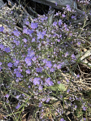 Limonium narbonense, photograph 2