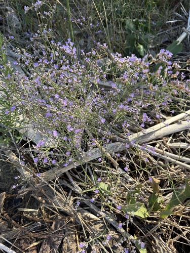 Limonium narbonense, photograph 1