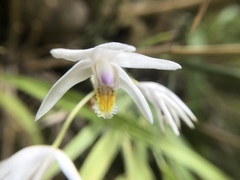 Bletilla formosana
