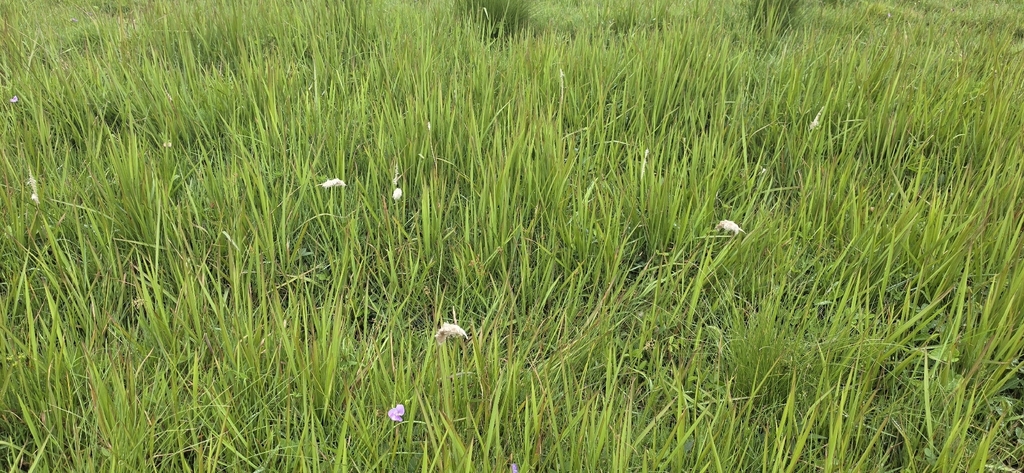 Imperata cylindrica; photograph (c) Suvarna Parbhoo Mohan, some rights reserved (CC BY-SA)