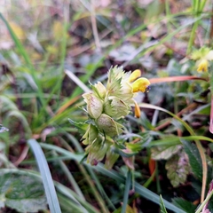 Rhinanthus minor, photograph author not stated, no rights reserved
