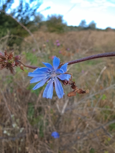 chicory