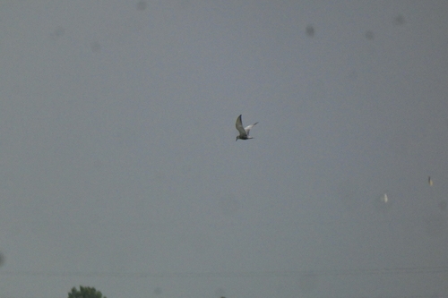 iNaturalist: (c) Vivek Patel, some rights reserved (CC BY-NC), uploaded by Vivek Patel iNaturalist image