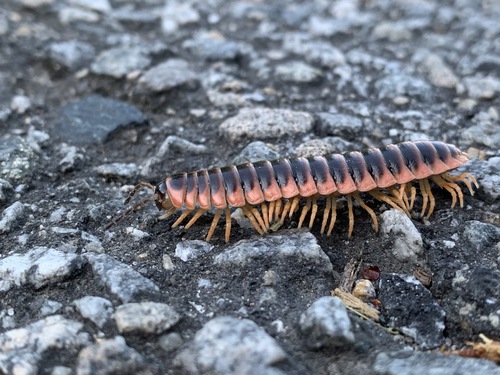 Black-and-gold Flat Millipede photo 3