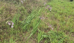 Gladiolus papilio