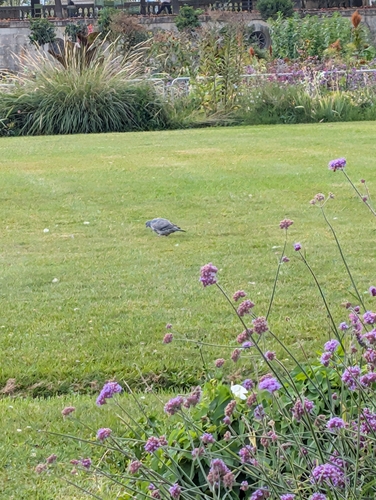Common Wood-Pigeon