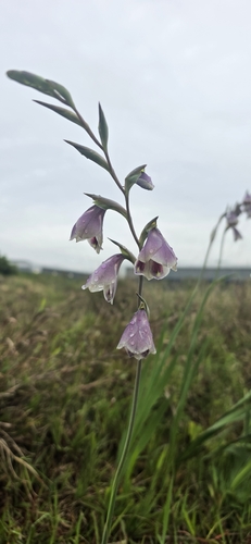 Gladiolus papilio, photograph 1