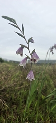 Gladiolus papilio, photograph (c) Suvarna Parbhoo Mohan, some rights reserved (CC BY-SA)