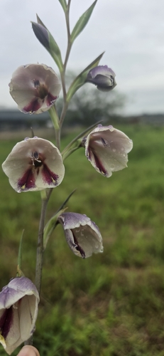 Gladiolus papilio, photograph 3