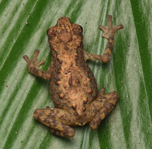 Leptophryne borbonica