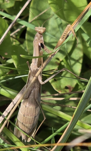 European Mantis