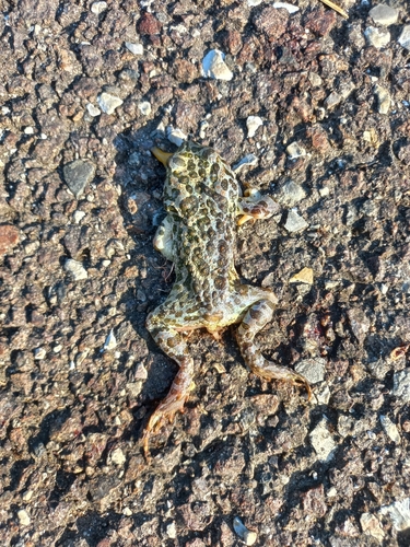 Green Toad