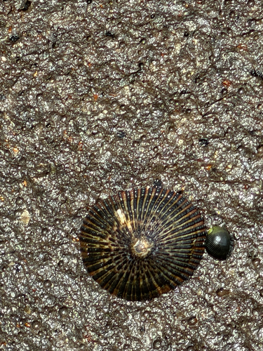 Cellana exarata observed 2026-08-19