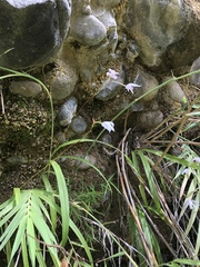 Bletilla formosana