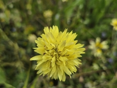 Cephalipterum drummondii, photograph (c) Chantel McWilliam, some rights reserved (CC BY)