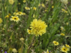Cephalipterum drummondii, photograph (c) Chantel McWilliam, some rights reserved (CC BY)