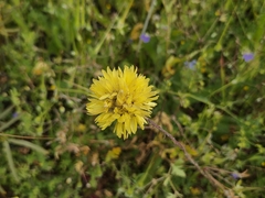 Cephalipterum drummondii, photograph (c) Chantel McWilliam, some rights reserved (CC BY)
