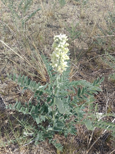 Sophora alopecuroides, photograph 3