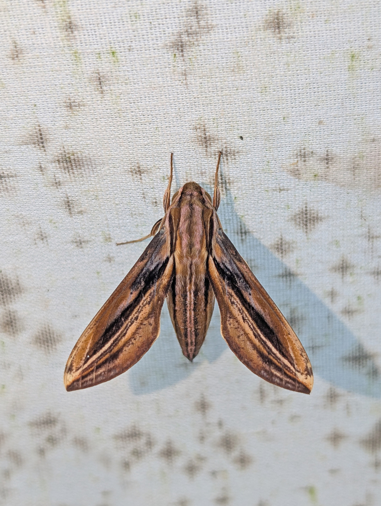 Xylophanes thyelia