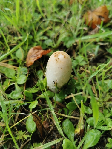 Shaggy Mane
