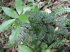 Adiantum fulvum