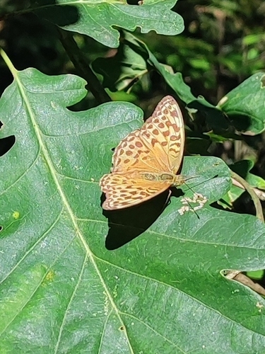 Silver-washed Fritillary