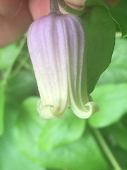 Clematis viorna