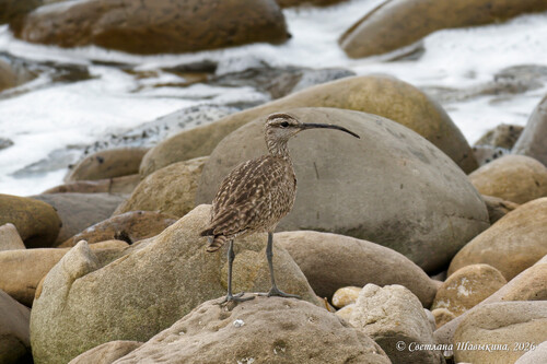 iNaturalist image