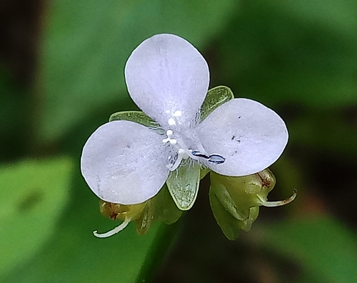 Murdannia loriformis (Hassk.) R.S.Rao & Kammathy