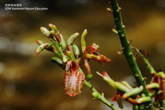Alpinia nieuwenhuizii