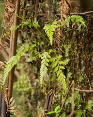 Asplenium gracillimum