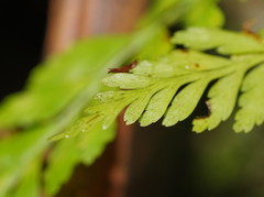 Asplenium gracillimum