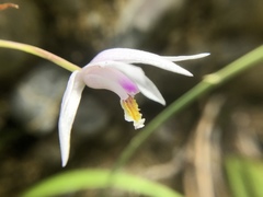 Bletilla formosana