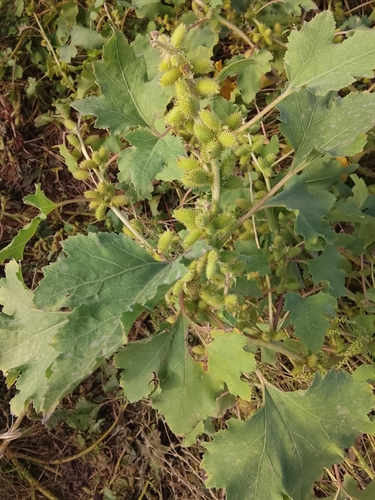 rough cocklebur