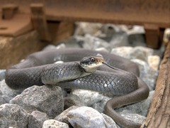 Coluber constrictor latrunculus