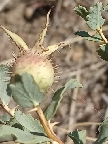 Rosa persica