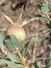 Rosa persica