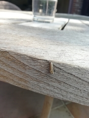 Chrysomela vigintipunctata