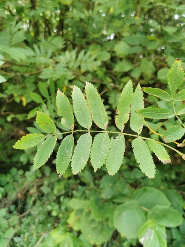 European mountain ash