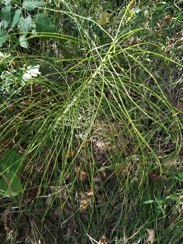 great horsetail