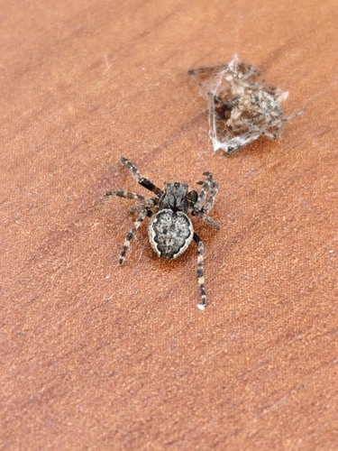 Walnut Orbweaver
