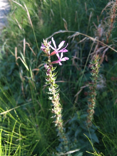 purple loosestrife