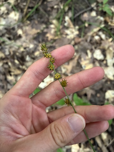 Carex sparganioides, 2026-09-05