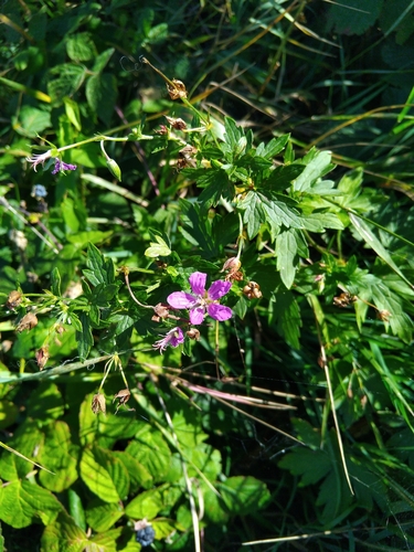 Marsh Crane's-bill