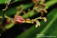 Alpinia nieuwenhuizii
