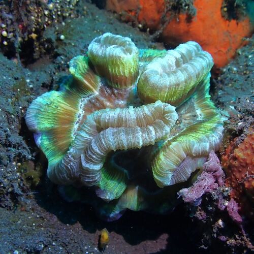 Trachyphyllia geoffroyi observed 2026-08-23