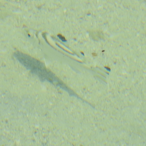 Terapon jarbua
