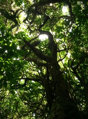 Melicytus ramiflorus